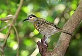 Macleay's Honeyeaterborder=